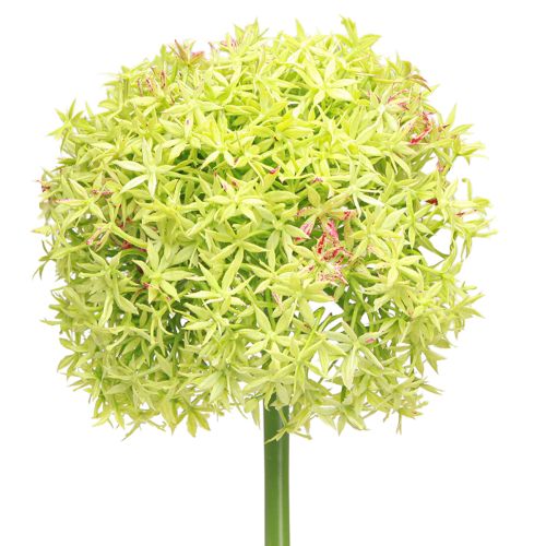 Artikel Allium grüne Blüte 18cm Zierlauch künstliche Dekoration flexibel