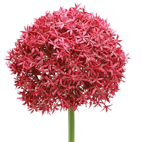 Artikel Eleganter Künstlicher Allium Zierlauch Bordeaux Ø18cm L90cm für Floristen