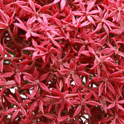 Artikel Eleganter Künstlicher Allium Zierlauch Bordeaux Ø18cm L90cm für Floristen