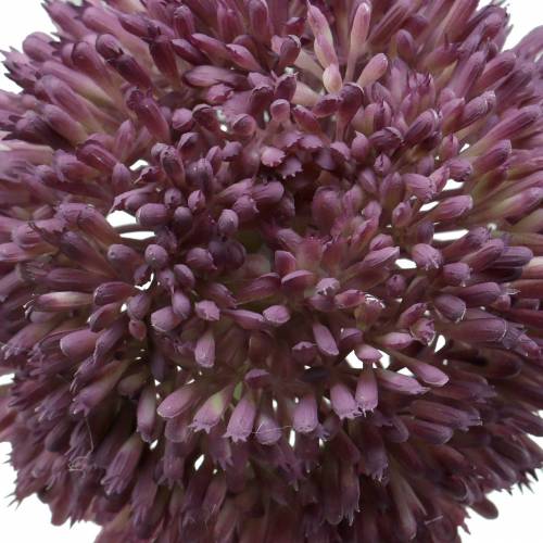 Artikel Zierlauch Allium künstlich Lila Ø12cm 65cm