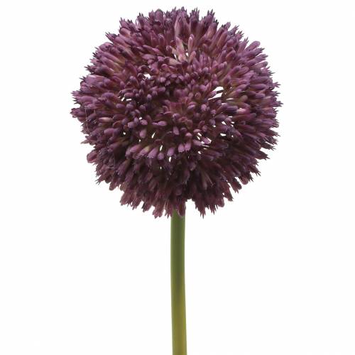 Floristik21 Zierlauch Allium künstlich Lila Ø12cm 65cm