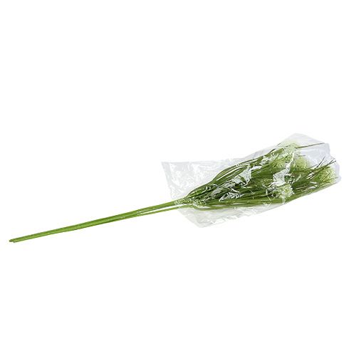 Floristik21 Allium Creme mit Gras 65cm 3St