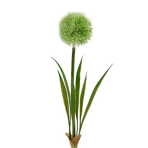 Floristik21 Allium Grün L37,5cm 4St