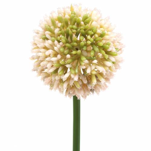 Floristik21 Zierlauch Allium künstlich Rosa/Grün Ø8cm 58cm