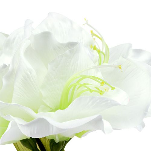 Floristik21 Amaryllis Blume Weiß L 73cm 2St