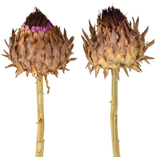Artikel Artschockenblüte Cynara getrocknet Deko Natur Ø9cm 16 St