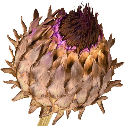 Artikel Artschockenblüte Cynara getrocknet Deko Natur Ø9cm 16 St