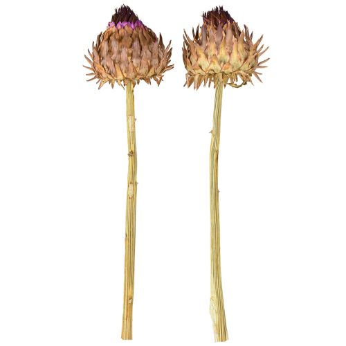 Artikel Artschockenblüte Cynara getrocknet Deko Natur Ø9cm 16 St