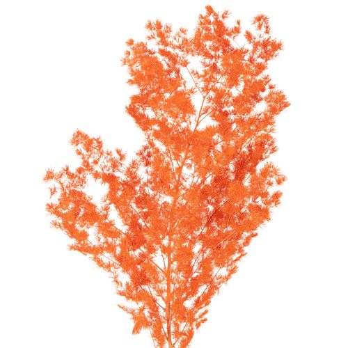Trockenblumen Asparagus-Zweig gefärbt orange 65cm 80g Innenbereich