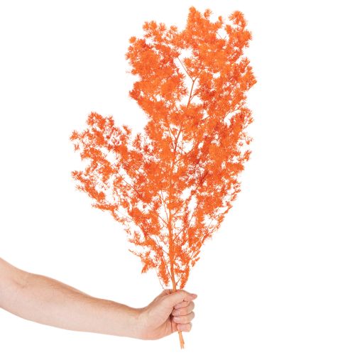 Trockenblumen Asparagus-Zweig gefärbt orange 65cm 80g Innenbereich | Floristik21.de