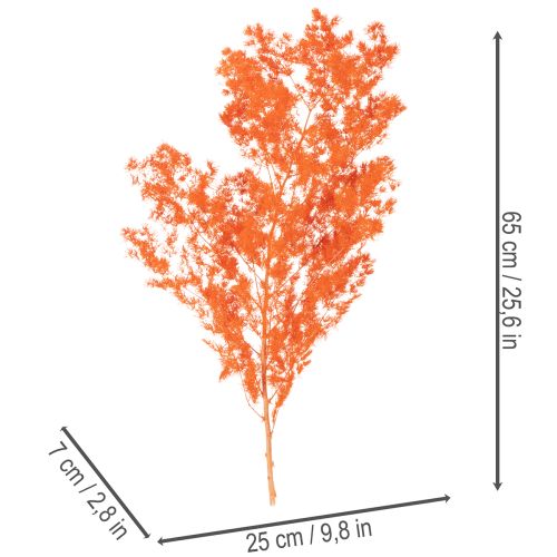 Trockenblumen Asparagus-Zweig gefärbt orange 65cm 80g Innenbereich | Floristik21.de