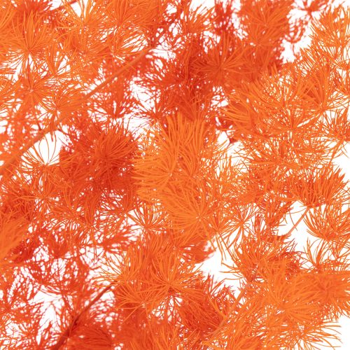 Trockenblumen Asparagus-Zweig gefärbt orange 65cm 80g Innenbereich | Floristik21.de