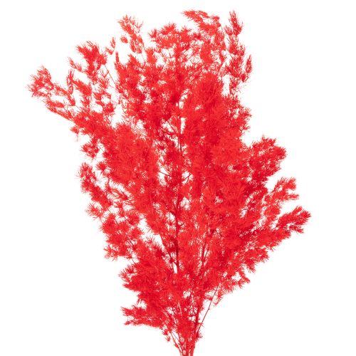 Getrockneter Asparagus Bund 65cm 80g Rot für floristische Arrangements
