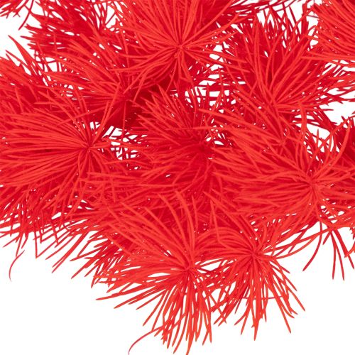 Getrockneter Asparagus Bund 65cm 80g Rot für floristische Arrangements | Floristik21.de