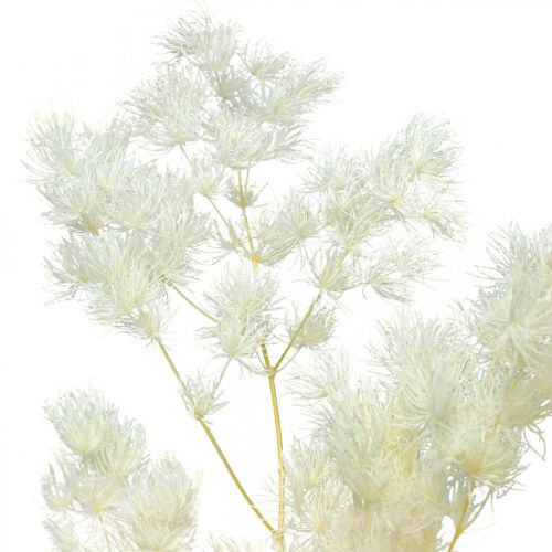 Artikel Asparagus Trockendeko Weiß Getrocknetes Ziergras 100g