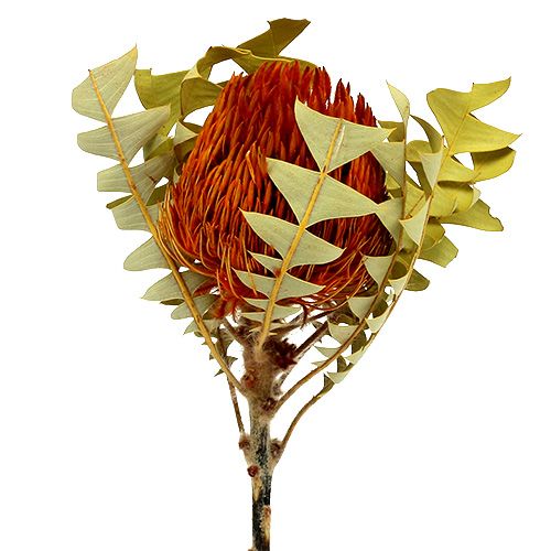 Floristik21 Banksia Baxterii Orange 8St