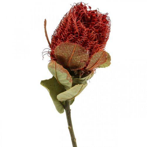 Floristik21 Banksia Baxteri Banksie Exoten Trockenblumen Rot 10 St