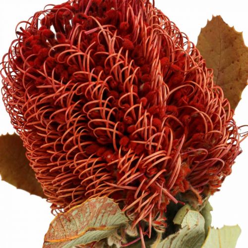 Floristik21 Banksia Baxteri Banksie Exoten Trockenblumen Rot 10 St