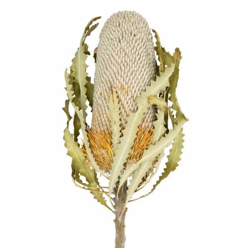 Banksia Hookerana natur 7St