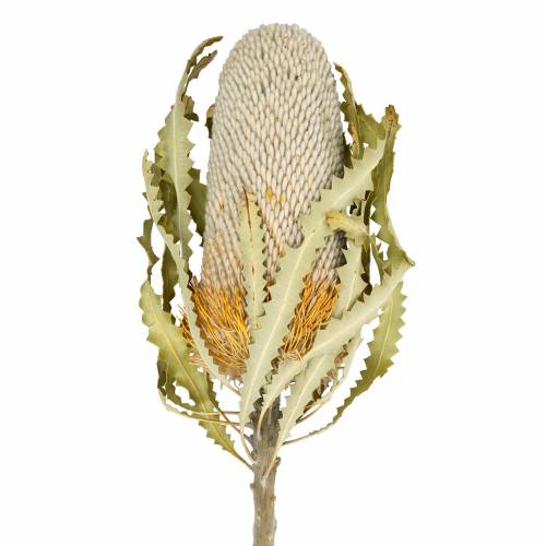 Floristik21 Banksia Hookerana natur 7St