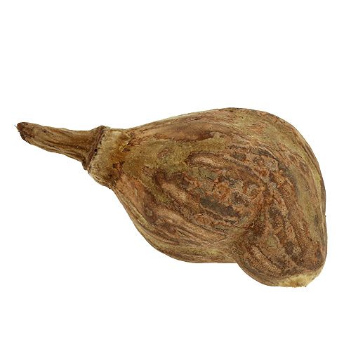 Floristik21 Baobab mini geschält Natur 8cm - 12cm 250g