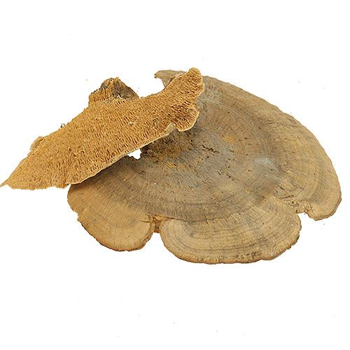 Floristik21 Baumschwamm Natur Deko Pilze getrocknet 6cm 1kg