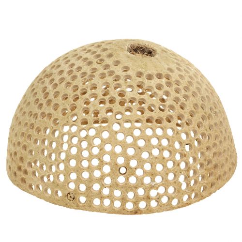 Artikel Trockenfrüchte Bell Cup Natur Deko 8,5-11cm 10 St für Floristik