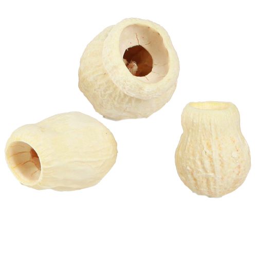 Artikel Bellgum gebleicht 2,5-3,5cm – natürliche Eleganz für kreative Dekoration, 500g