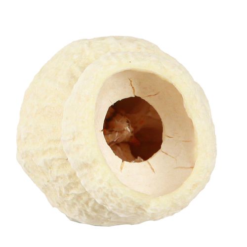 Artikel Bellgum gebleicht 2,5-3,5cm – natürliche Eleganz für kreative Dekoration, 500g