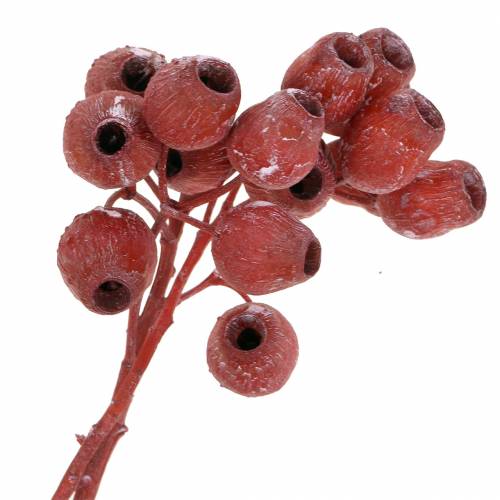 Floristik21 Bellgum Zweig 5cm - 7cm Rot gefrostet 20 St