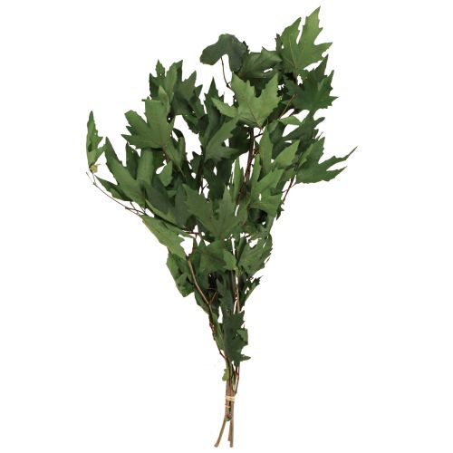 Floristik21 Bergahornzweige Blätter Deko Ahornblätter Grün 50-60cm 100g