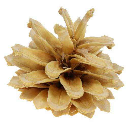 Floristik21 Bergkiefernzapfen Pinus mugo Creme 2-5cm 1kg