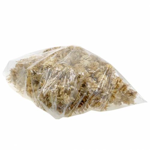 Floristik21 Bergkiefernzapfen Pinus mugo Creme 2-5cm 1kg