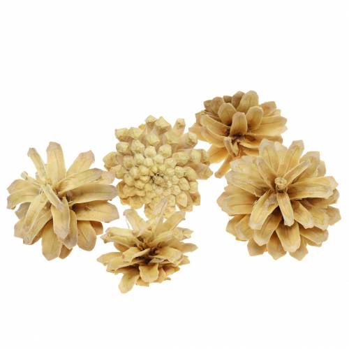 Bergkiefernzapfen Pinus mugo Creme 2-5cm 1kg Bergkiefernzapfen Pinus mugo Creme 2-5cm 1kg