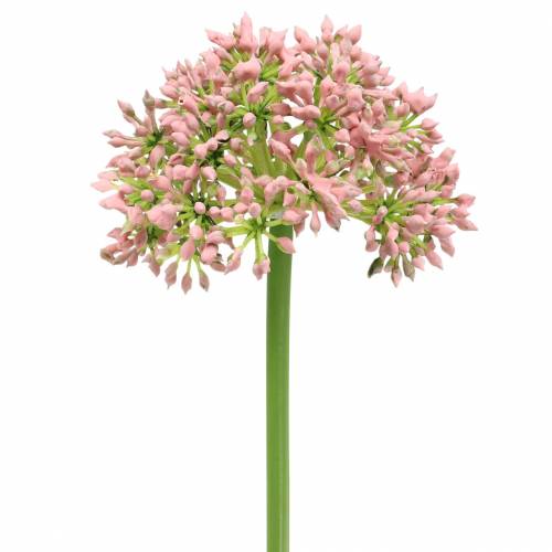 Floristik21 Allium künstlich Rosa 55cm