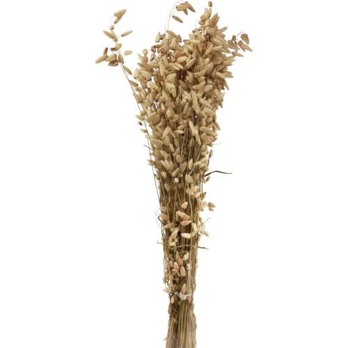 Floristik21 Trockenblume Zittergras Natur Briza Ziergras 60cm 100g