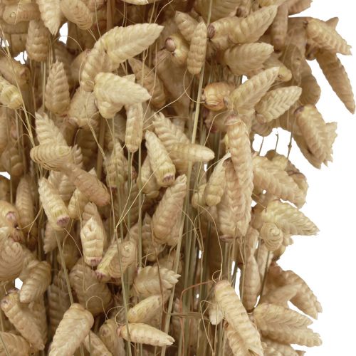 Floristik21 Trockenblume Zittergras Natur Briza Ziergras 60cm 100g