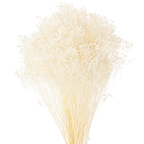 Artikel Broom Bloom gebleicht Trockenblumenbund 55 cm 100 g für florale Dekorationen