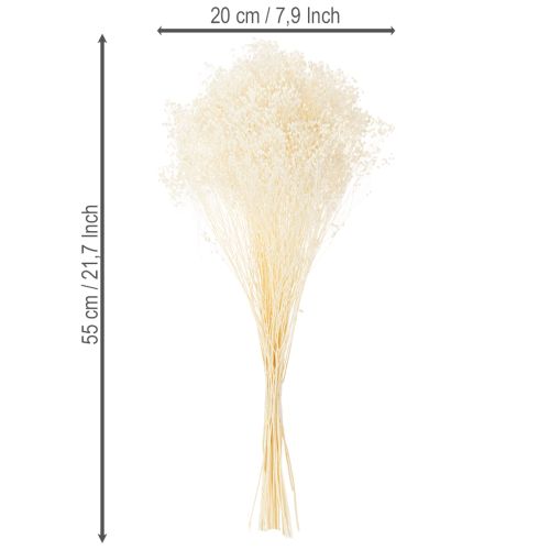 Artikel Broom Bloom gebleicht Trockenblumenbund 55 cm 100 g für florale Dekorationen