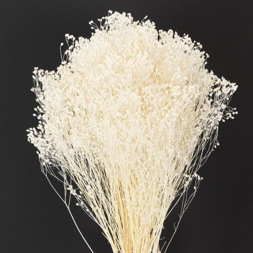 Artikel Broom Bloom gebleicht Trockenblumenbund 55 cm 100 g für florale Dekorationen