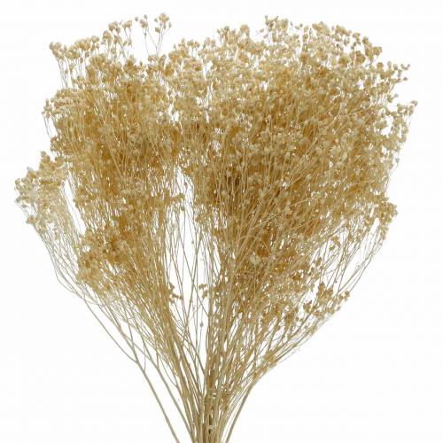 Floristik21 Trockenblumen Broom Bloom Gebleicht 140g