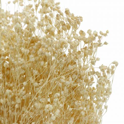 Floristik21 Trockenblumen Broom Bloom Gebleicht 140g