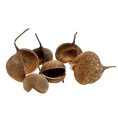 Artikel Buddha Nut Natur 15 St