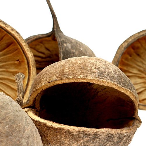 Artikel Buddha Nut Natur 15 St