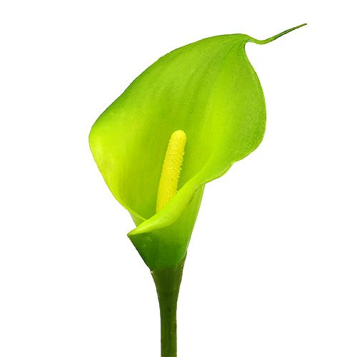 Calla künstlich Grün 8cm L57cm 12St