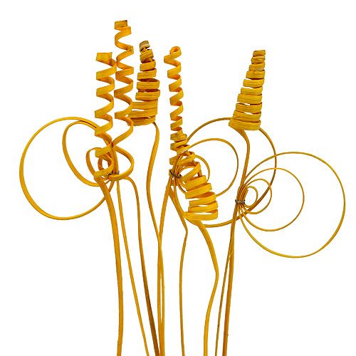 Cane Sortiment mini goldgelb 75St