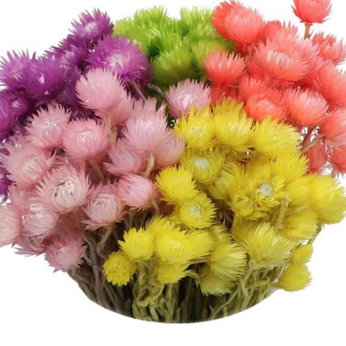 Trockenblumen Deko Capblumen Strohblumen Gefärbt H42cm