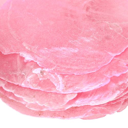 Artikel Capiz Muschel Deko Rosa Berry 5-8cm 60 St – Maritim Stil