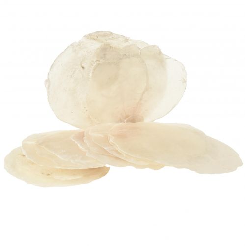 Floristik21 Capiz Muscheln Capizscheiben Perlmuttscheiben Natur 7,5–9,5cm 300g