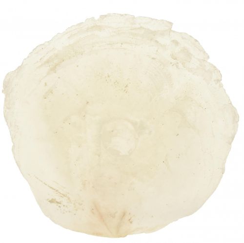 Floristik21 Capiz Muscheln Capizscheiben Perlmuttscheiben Natur 7,5–9,5cm 300g